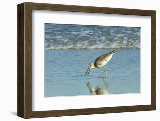 Willet;-Gary Carter-Framed Photographic Print