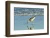 Willet;-Gary Carter-Framed Photographic Print