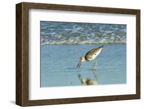 Willet;-Gary Carter-Framed Photographic Print