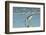 Willet;-Gary Carter-Framed Photographic Print