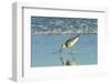 Willet;-Gary Carter-Framed Photographic Print