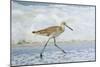 Willet-William Sutton-Mounted Photographic Print