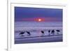 Willets (Catoptrophorus Semipalmatus) Feeding at Sunset Gulf Coast, Florida, USA, March-Ernie Janes-Framed Photographic Print