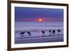 Willets (Catoptrophorus Semipalmatus) Feeding at Sunset Gulf Coast, Florida, USA, March-Ernie Janes-Framed Photographic Print