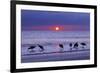 Willets (Catoptrophorus Semipalmatus) Feeding at Sunset Gulf Coast, Florida, USA, March-Ernie Janes-Framed Photographic Print