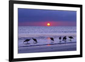 Willets (Catoptrophorus Semipalmatus) Feeding at Sunset Gulf Coast, Florida, USA, March-Ernie Janes-Framed Photographic Print