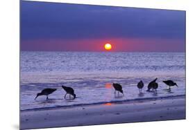 Willets (Catoptrophorus Semipalmatus) Feeding at Sunset Gulf Coast, Florida, USA, March-Ernie Janes-Mounted Photographic Print