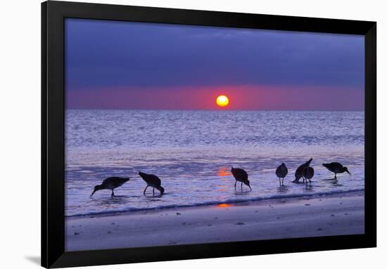 Willets (Catoptrophorus Semipalmatus) Feeding at Sunset Gulf Coast, Florida, USA, March-Ernie Janes-Framed Photographic Print