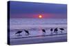 Willets (Catoptrophorus Semipalmatus) Feeding at Sunset Gulf Coast, Florida, USA, March-Ernie Janes-Stretched Canvas