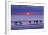 Willets (Catoptrophorus Semipalmatus) Feeding at Sunset Gulf Coast, Florida, USA, March-Ernie Janes-Framed Photographic Print