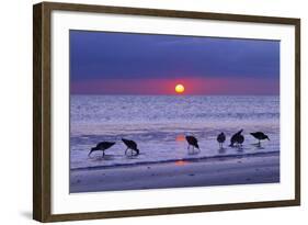 Willets (Catoptrophorus Semipalmatus) Feeding at Sunset Gulf Coast, Florida, USA, March-Ernie Janes-Framed Photographic Print