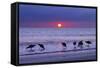 Willets (Catoptrophorus Semipalmatus) Feeding at Sunset Gulf Coast, Florida, USA, March-Ernie Janes-Framed Stretched Canvas