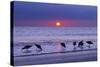 Willets (Catoptrophorus Semipalmatus) Feeding at Sunset Gulf Coast, Florida, USA, March-Ernie Janes-Stretched Canvas