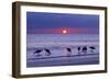 Willets (Catoptrophorus Semipalmatus) Feeding at Sunset Gulf Coast, Florida, USA, March-Ernie Janes-Framed Photographic Print