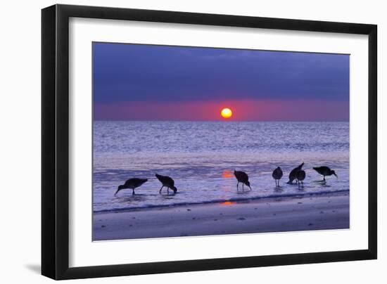 Willets (Catoptrophorus Semipalmatus) Feeding at Sunset Gulf Coast, Florida, USA, March-Ernie Janes-Framed Photographic Print