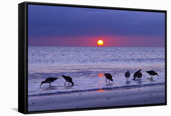 Willets (Catoptrophorus Semipalmatus) Feeding at Sunset Gulf Coast, Florida, USA, March-Ernie Janes-Framed Stretched Canvas