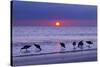 Willets (Catoptrophorus Semipalmatus) Feeding at Sunset Gulf Coast, Florida, USA, March-Ernie Janes-Stretched Canvas