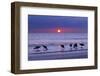 Willets (Catoptrophorus Semipalmatus) Feeding at Sunset Gulf Coast, Florida, USA, March-Ernie Janes-Framed Photographic Print