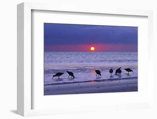 Willets (Catoptrophorus Semipalmatus) Feeding at Sunset Gulf Coast, Florida, USA, March-Ernie Janes-Framed Photographic Print