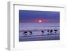 Willets (Catoptrophorus Semipalmatus) Feeding at Sunset Gulf Coast, Florida, USA, March-Ernie Janes-Framed Photographic Print