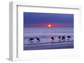 Willets (Catoptrophorus Semipalmatus) Feeding at Sunset Gulf Coast, Florida, USA, March-Ernie Janes-Framed Photographic Print