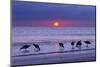 Willets (Catoptrophorus Semipalmatus) Feeding at Sunset Gulf Coast, Florida, USA, March-Ernie Janes-Mounted Photographic Print