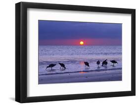 Willets (Catoptrophorus Semipalmatus) Feeding at Sunset Gulf Coast, Florida, USA, March-Ernie Janes-Framed Premium Photographic Print