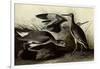 Willets-John James Audubon-Framed Giclee Print