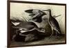 Willets-John James Audubon-Framed Giclee Print