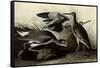 Willets-John James Audubon-Framed Stretched Canvas