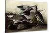 Willets-John James Audubon-Stretched Canvas