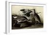 Willets-John James Audubon-Framed Giclee Print
