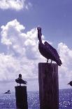 Pelican-William B. Folsom-Framed Art Print