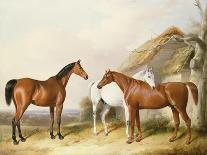 Mares and Foals, 19th Century-William Barraud-Framed Giclee Print