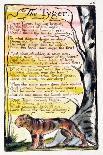 The Tyger', Plate 36 (Bentley 42) from 'Songs of Innocence and of Experience' (Bentley Copy L)-William Blake-Giclee Print