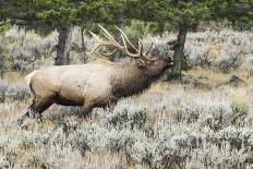 Bull elk bugling during the fall rut, Yellowstone National Park.-WILLIAM-Framed Photographic Print