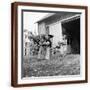 Brown Frame