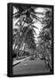 Essential Black