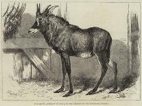 The Equine Antelope of Nubia, in the Gardens of the Zoological Society-William Carter-Giclee Print