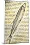 William Clark's Sketch of a Trout in the Lewis and Clark Expedition Diary-null-Mounted Giclee Print