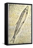 William Clark's Sketch of a Trout in the Lewis and Clark Expedition Diary-null-Framed Stretched Canvas