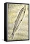 William Clark's Sketch of a Trout in the Lewis and Clark Expedition Diary-null-Framed Stretched Canvas