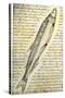 William Clark's Sketch of a Trout in the Lewis and Clark Expedition Diary-null-Stretched Canvas