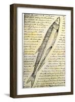 William Clark's Sketch of a Trout in the Lewis and Clark Expedition Diary-null-Framed Giclee Print