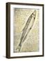 William Clark's Sketch of a Trout in the Lewis and Clark Expedition Diary-null-Framed Giclee Print