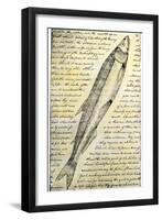 William Clark's Sketch of a Trout in the Lewis and Clark Expedition Diary-null-Framed Giclee Print