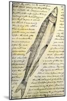 William Clark's Sketch of a Trout in the Lewis and Clark Expedition Diary-null-Mounted Giclee Print