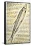 William Clark's Sketch of a Trout in the Lewis and Clark Expedition Diary-null-Framed Stretched Canvas