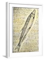 William Clark's Sketch of a Trout in the Lewis and Clark Expedition Diary-null-Framed Giclee Print