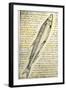 William Clark's Sketch of a Trout in the Lewis and Clark Expedition Diary-null-Framed Giclee Print